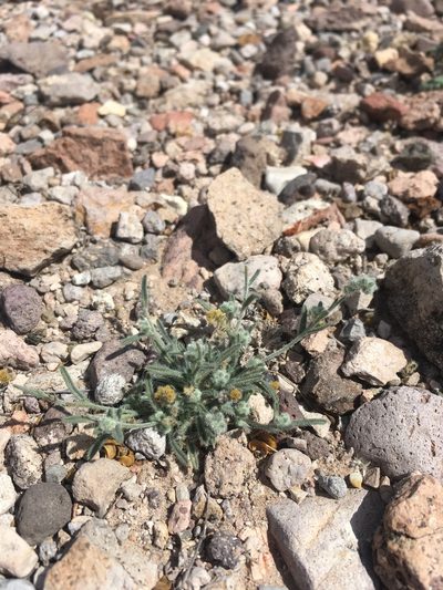 Johnstonella pusilla, photographed by Cecelia Alexander
