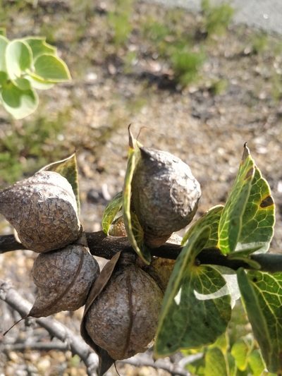 Hakea cucullata, photographed by Will Cornwell