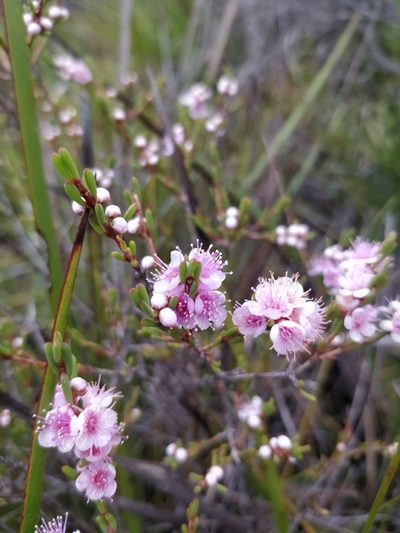 Hypocalymma strictum, photographed by Will Cornwell