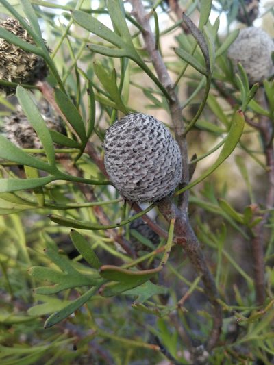 Isopogon trilobus, photographed by Will Cornwell