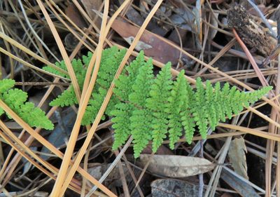 Myriopteris fendleri, photographed by Annika Lindqvist