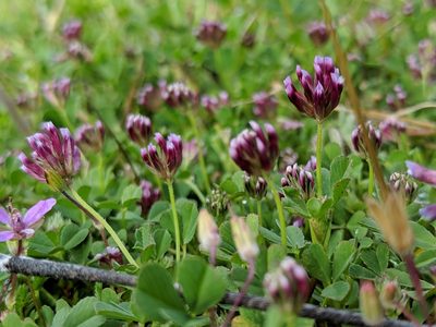 Trifolium gracilentum, photographed by Alex Heyman