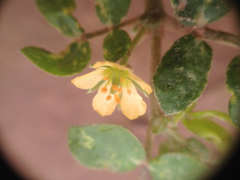 Kallstroemia tucumanensis, photographed by Étienne Lacroix-Carignan