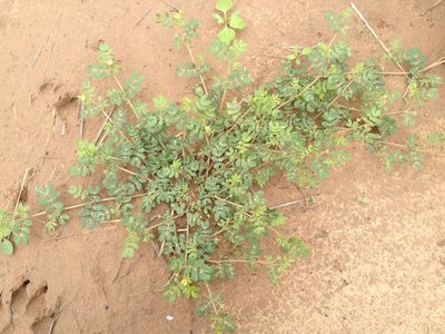 Kallstroemia tucumanensis, photographed by Étienne Lacroix-Carignan