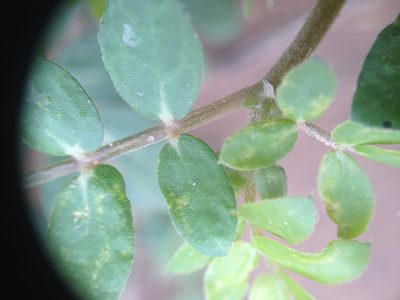 Kallstroemia tucumanensis, photographed by Étienne Lacroix-Carignan