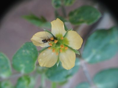 Kallstroemia tucumanensis, photographed by Étienne Lacroix-Carignan