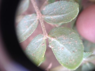 Kallstroemia tucumanensis, photographed by Étienne Lacroix-Carignan