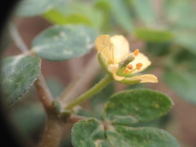 Kallstroemia tucumanensis, photographed by Étienne Lacroix-Carignan