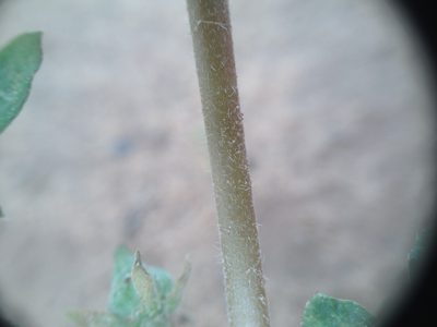 Kallstroemia tucumanensis, photographed by Étienne Lacroix-Carignan