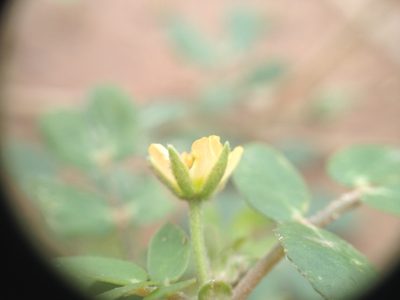 Kallstroemia tucumanensis, photographed by Étienne Lacroix-Carignan