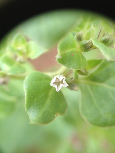 Sclerophylax spinescens, photographed by Étienne Lacroix-Carignan