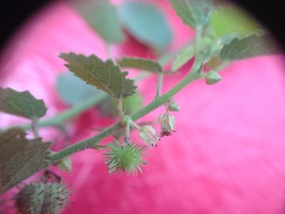 Ayenia odonellii, photographed by Étienne Lacroix-Carignan