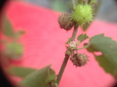 Ayenia odonellii, photographed by Étienne Lacroix-Carignan
