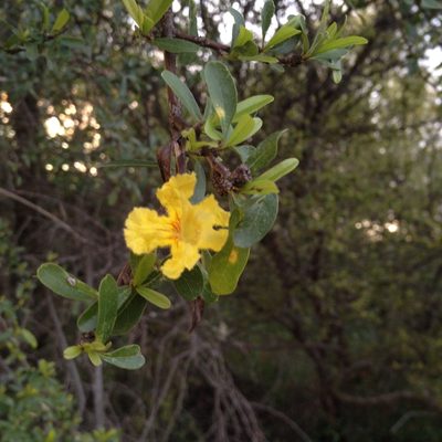 Tabebuia nodosa, photographed by Étienne Lacroix-Carignan