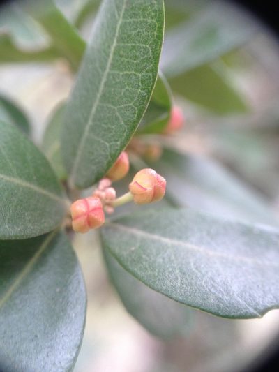 Castela coccinea, photographed by Étienne Lacroix-Carignan