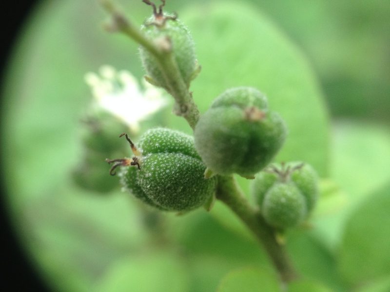 Croton hieronymi, photographed by Étienne Lacroix-Carignan