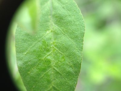 Croton hieronymi, photographed by Étienne Lacroix-Carignan