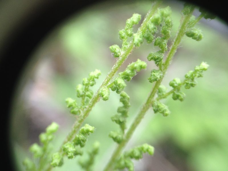 Anemia tomentosa, photographed by Étienne Lacroix-Carignan