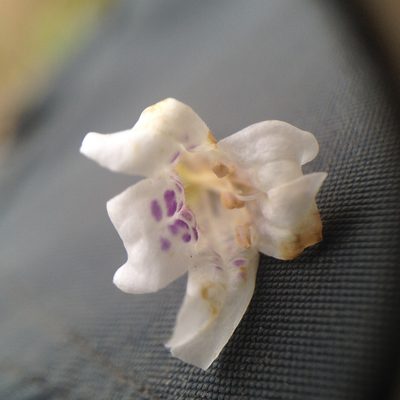Dyschoriste venturii, photographed by Étienne Lacroix-Carignan
