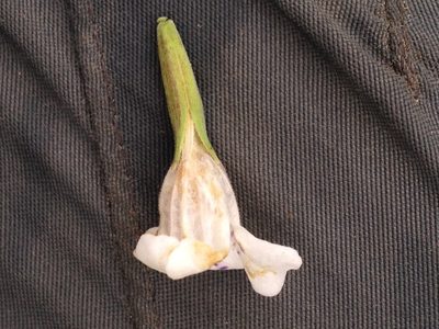 Dyschoriste venturii, photographed by Étienne Lacroix-Carignan