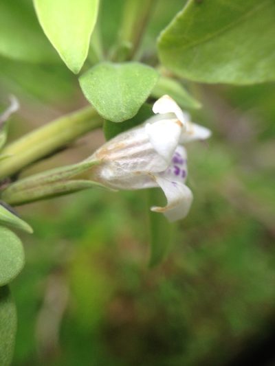 Dyschoriste venturii, photographed by Étienne Lacroix-Carignan
