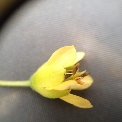 Bulnesia foliosa, photographed by Étienne Lacroix-Carignan