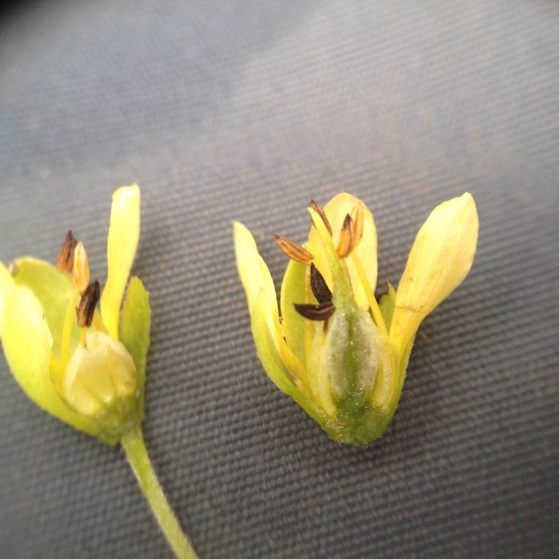 Bulnesia foliosa, photographed by Étienne Lacroix-Carignan