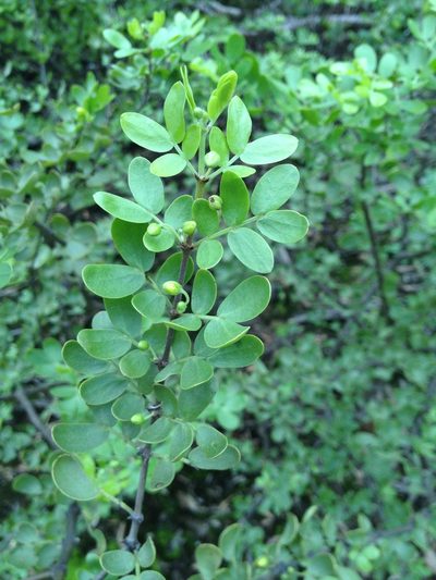Bulnesia foliosa, photographed by Étienne Lacroix-Carignan