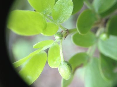 Bulnesia foliosa, photographed by Étienne Lacroix-Carignan