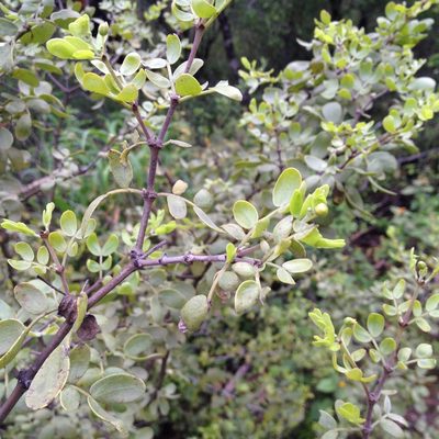 Bulnesia foliosa, photographed by Étienne Lacroix-Carignan