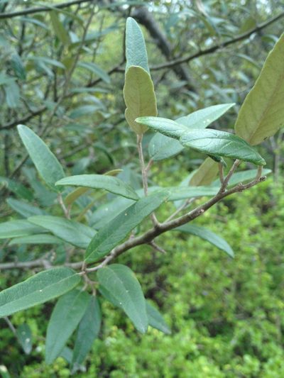 Morisonia salicifolia, photographed by Étienne Lacroix-Carignan