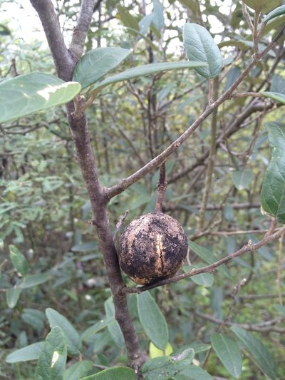 Morisonia salicifolia, photographed by Étienne Lacroix-Carignan