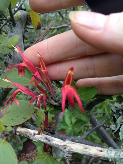 Justicia xylosteoides, photographed by Étienne Lacroix-Carignan