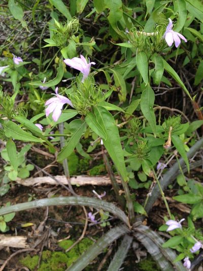 Justicia squarrosa, photographed by Étienne Lacroix-Carignan