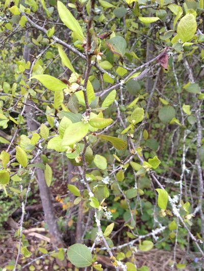 Salta triflora, photographed by Étienne Lacroix-Carignan