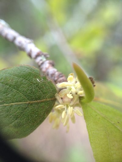 Salta triflora, photographed by Étienne Lacroix-Carignan