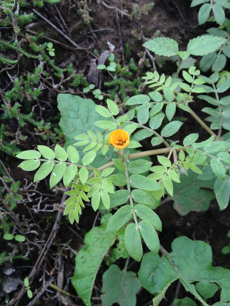 Kallstroemia tribuloides, photographed by Étienne Lacroix-Carignan