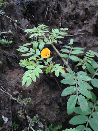 Kallstroemia tribuloides, photographed by Étienne Lacroix-Carignan