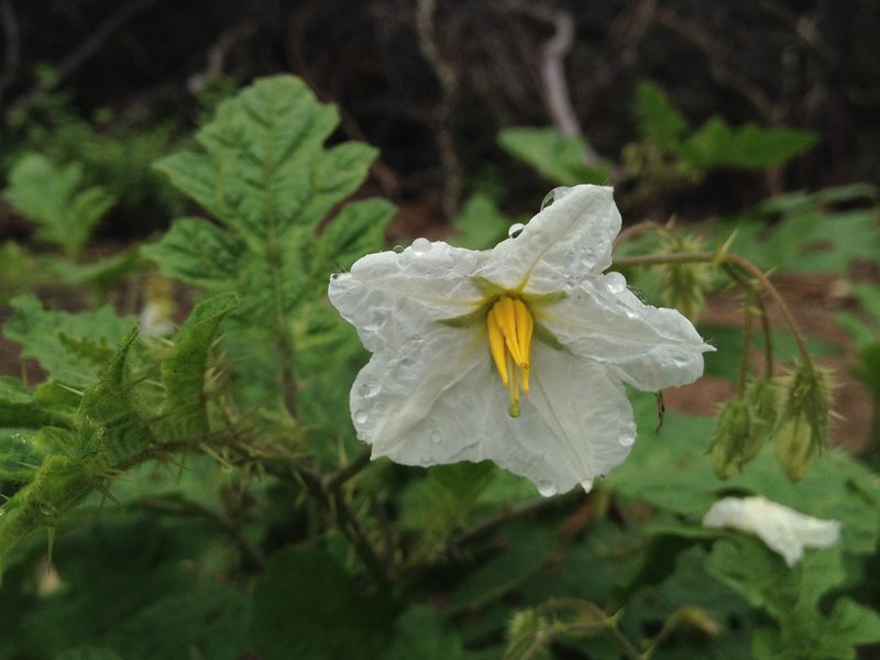 Solanum hieronymi, photographed by Étienne Lacroix-Carignan