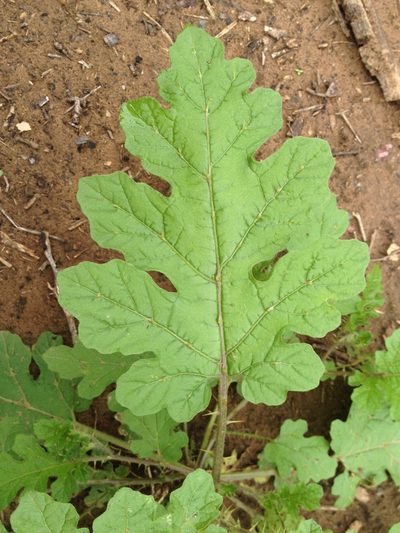 Solanum hieronymi, photographed by Étienne Lacroix-Carignan