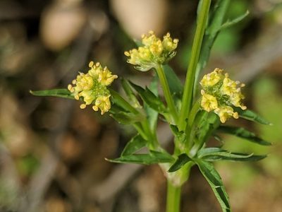 Sanicula bipinnata, photographed by Alex Heyman