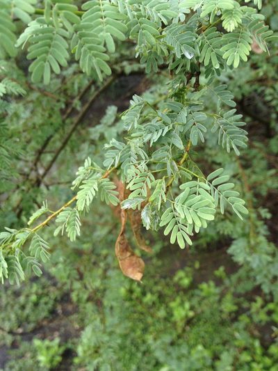 Mimosa detinens, photographed by Étienne Lacroix-Carignan