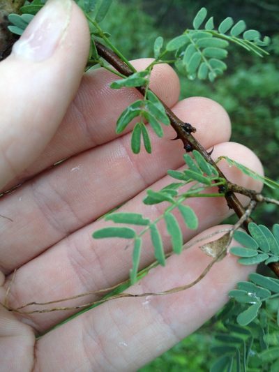 Mimosa detinens, photographed by Étienne Lacroix-Carignan