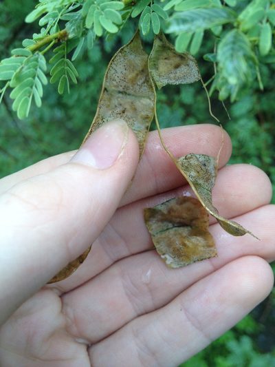 Mimosa detinens, photographed by Étienne Lacroix-Carignan