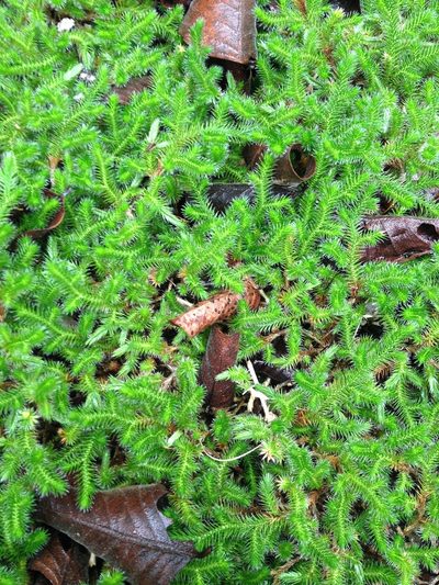 Selaginella sellowii, photographed by Étienne Lacroix-Carignan