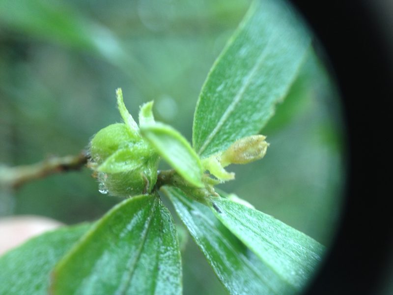 Ditaxis breviramea, photographed by Étienne Lacroix-Carignan