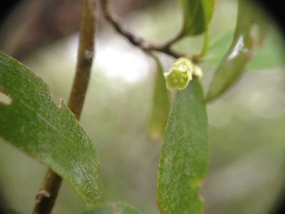 Ditaxis breviramea, photographed by Étienne Lacroix-Carignan