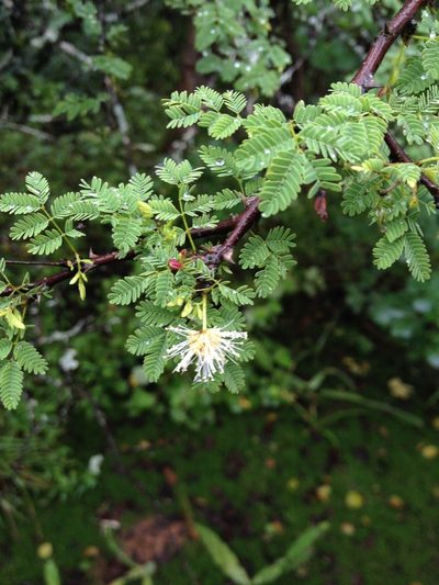 Mimosa castanoclada, photographed by Étienne Lacroix-Carignan