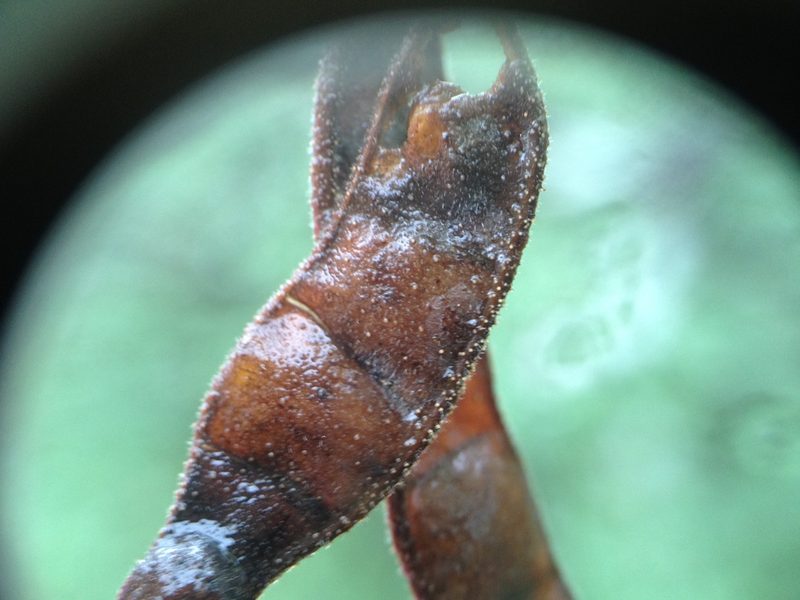 Mimosa castanoclada, photographed by Étienne Lacroix-Carignan