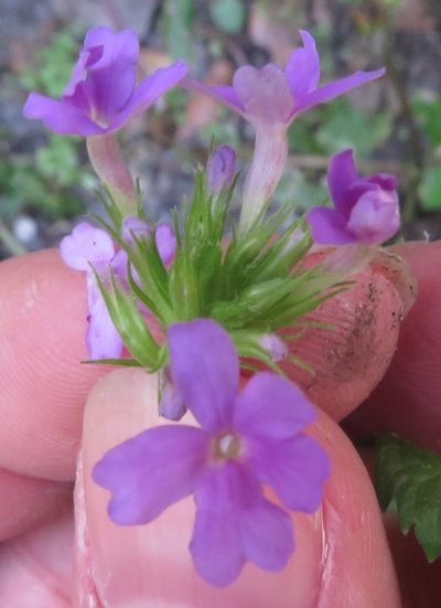 Verbena maritima, photographed by Ben Machado